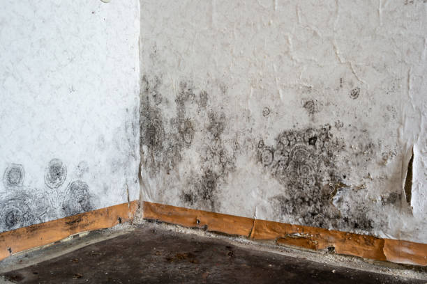 Best Affordable Mold Removal  in USA